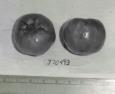Click for 1 image(s) for this accession. FRUIT